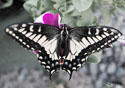 Papilio zelicaon